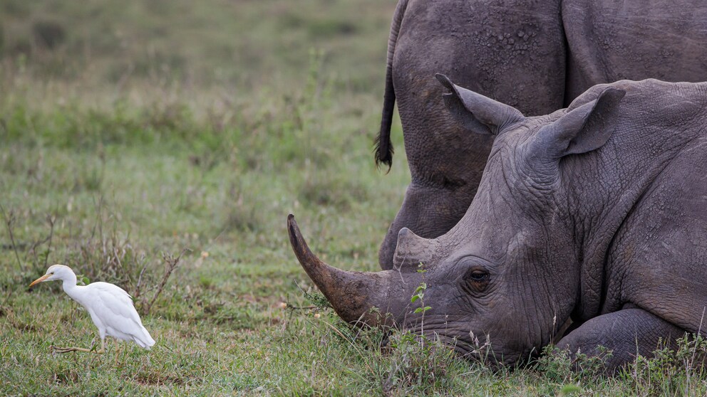 Zwei Spitzmaulnashörner in der Savanne von Kenya