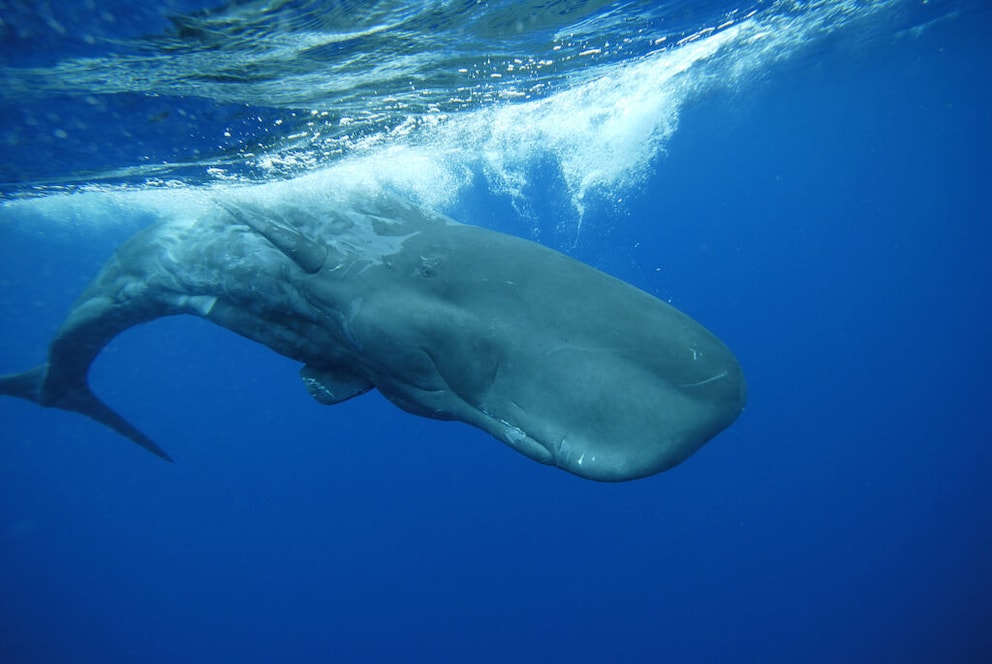 A sperm whale swims off the Azores