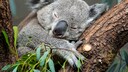 Ein Koala schl&auml;ft in einem Baum