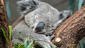 Ein Koala schläft in einem Baum