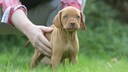Um das Immunsystem von Welpen zu unterst&uuml;tzen, gibt es verschiedene Impfungen. Welche f&uuml;r junge Hunde zu empfehlen sind.