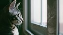 Eine Katze schaut traurig aus dem Fenster
