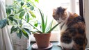 Eine Katze sitzt am Fenster und schnuppert an einer Aloe-vera-Pflanze