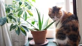Eine Katze sitzt am Fenster und schnuppert an einer Aloe-vera-Pflanze