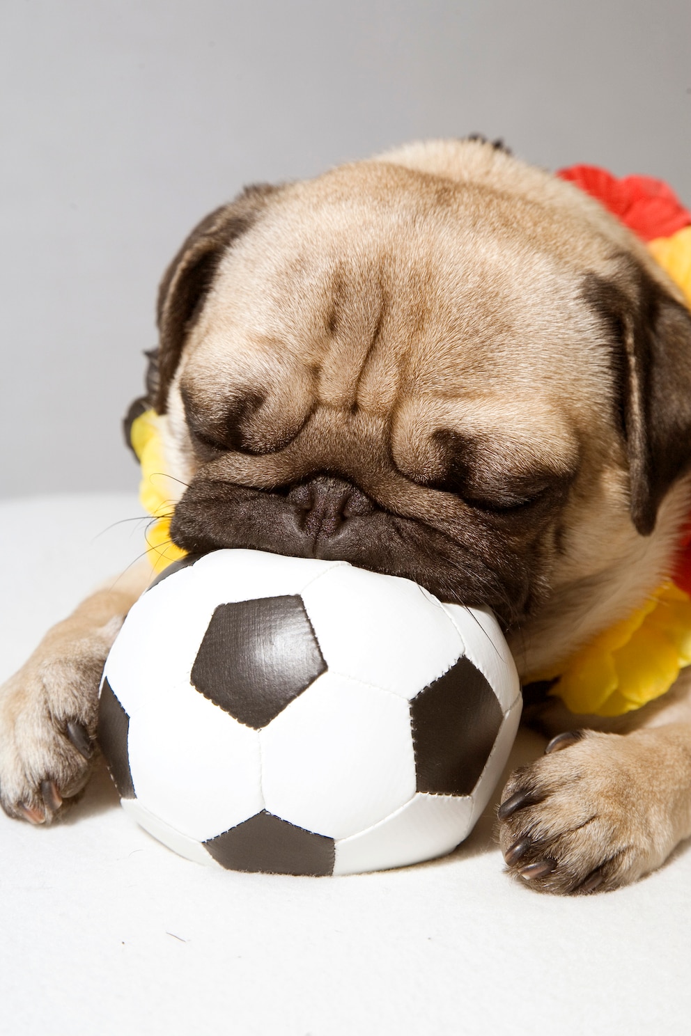 Mops schläft mit Ball im Mund