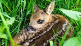 Rehkitze werden in den Monaten Mai bis Juli oft im Gras gefunden, sollten dann jedoch auf keinen Fall angefasst werden