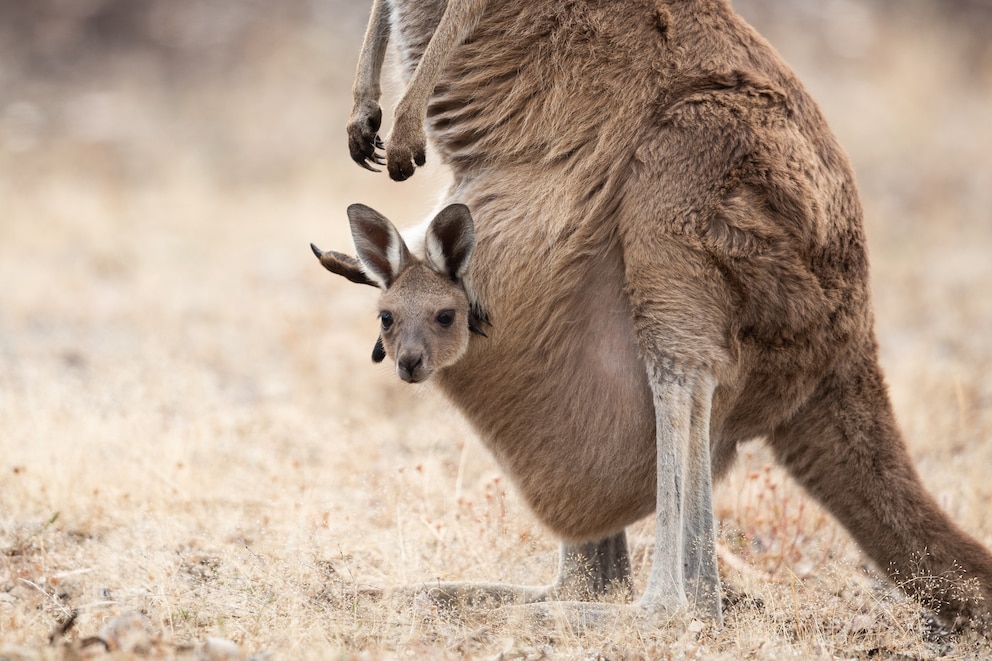 Känguru-Nachwuchs im Beutel der Mutter. Bei ihrer Geburt sehen die Jungtiere, „Joeys“ genannt, allerdings nicht so flauschig aus.