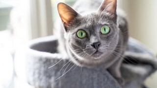 Eine Katze starrt in die Kamera