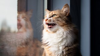 Eine Katze sitzt am Fenster