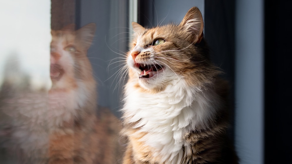 Eine Katze sitzt am Fenster