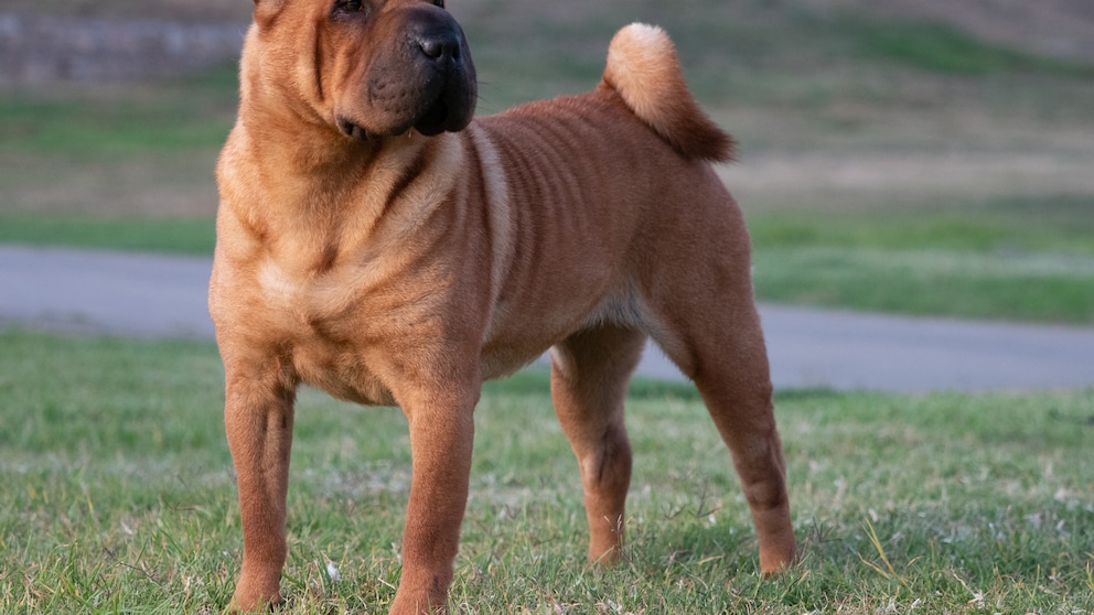 Ein Shar Pei steht auf einer Weise