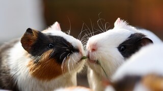 Meerschweinchen sollten als Gruppentiere niemals allein gehalten werden. Eine Vergesellschaftung mit einem fremden Tier sollte aber gut geplant sein.