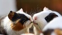 Meerschweinchen sollten als Gruppentiere niemals allein gehalten werden. Eine Vergesellschaftung mit einem fremden Tier sollte aber gut geplant sein.