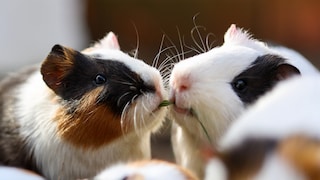 Meerschweinchen sollten als Gruppentiere niemals allein gehalten werden. Eine Vergesellschaftung mit einem fremden Tier sollte aber gut geplant sein.