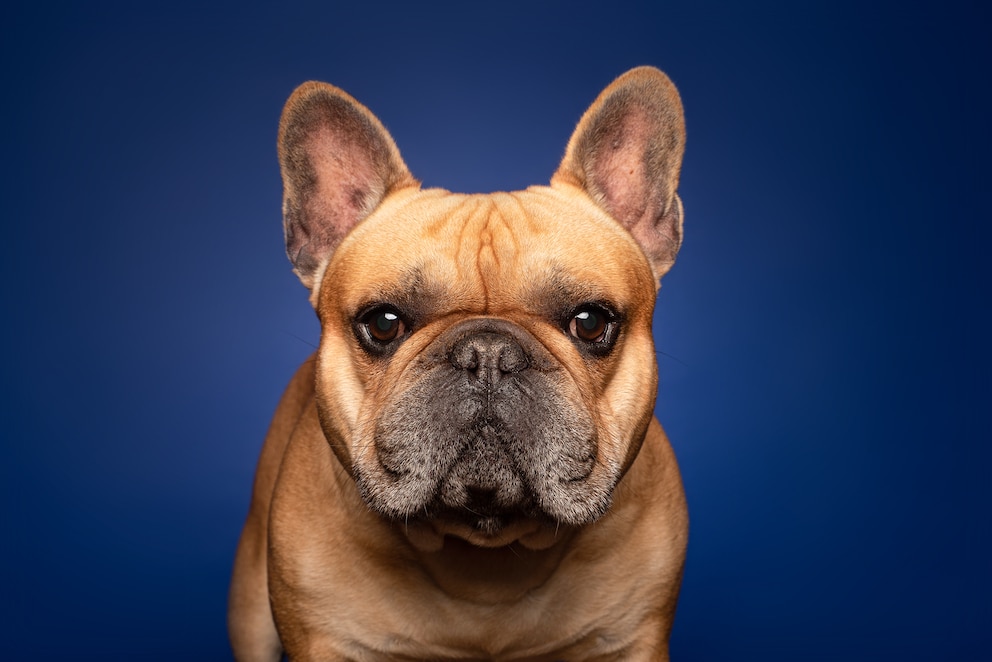 Nahaufnahme von einer Französischen Bulldogge im Porträt mit blauem Hintergrund