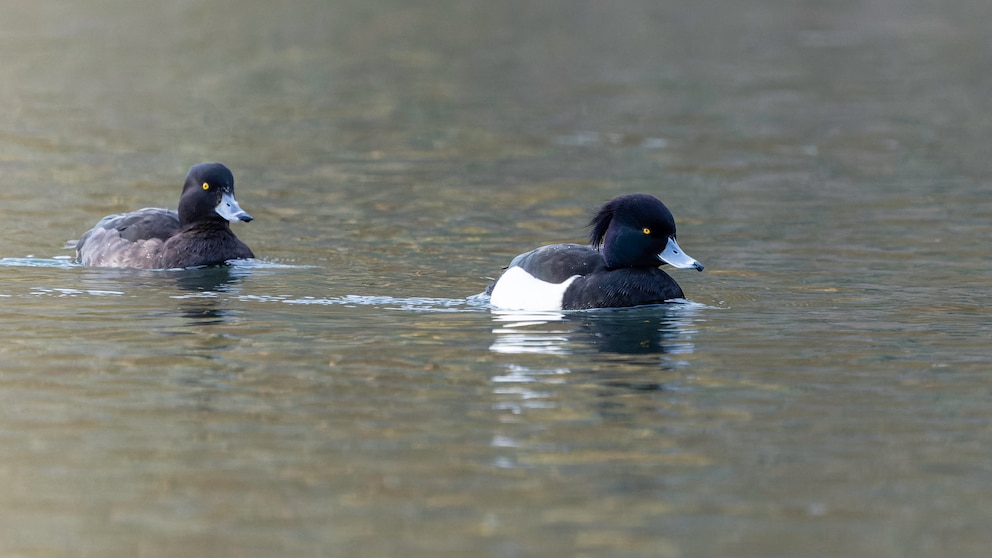 Auch die Reiherente ist in Deutschland verbreitet. Sie gilt als die häufigste Süßwassertauchente