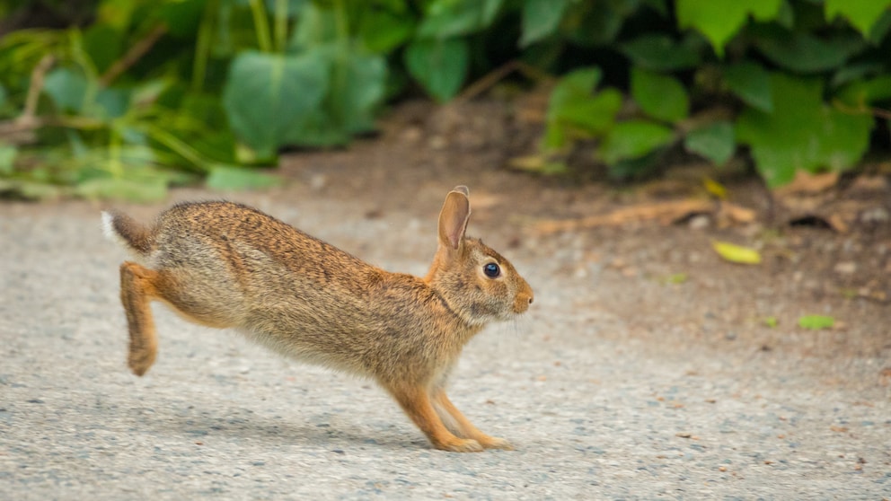 Ein Kaninchen im Freilauf springt herum