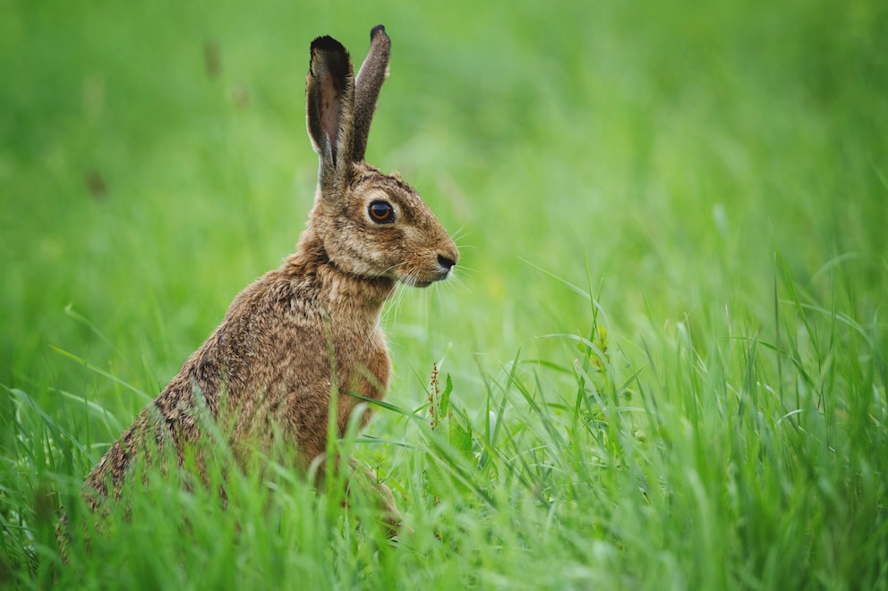 Für viele gilt er als der Inbegriff des Osterhasen. Doch auch hier könnte der Feldhase aussterben.