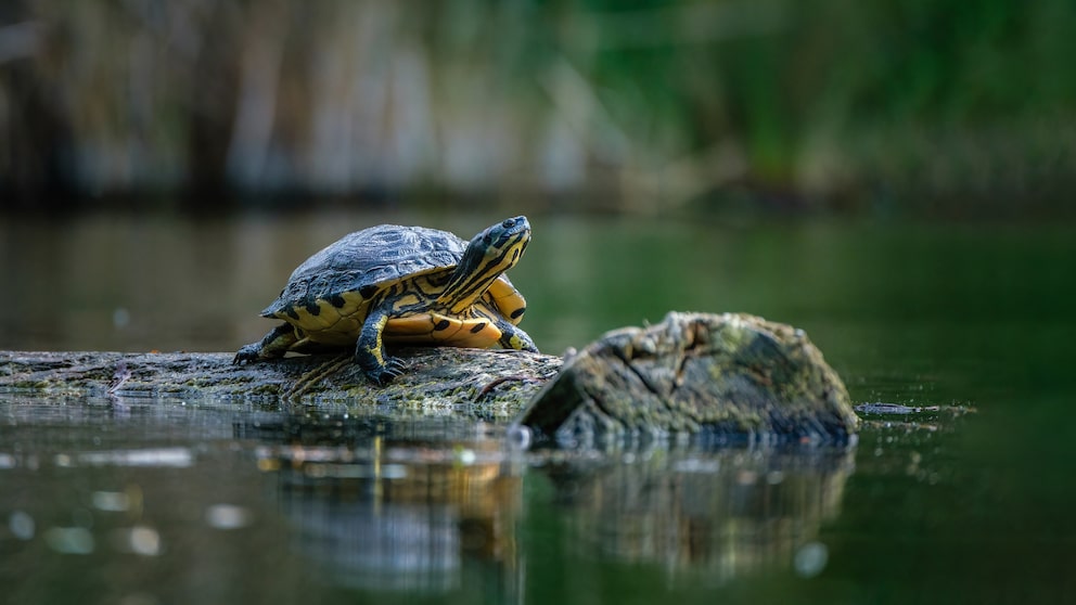 Gelbbauch-Schmuckschildkröte auf einem Teich
