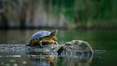 Gelbbauch-Schmuckschildkröte auf einem Teich