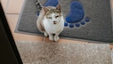 Eine zugelaufene Katze zu behalten – ist das eigentlich erlaubt?