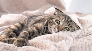Eine Katze zeigt anhand ihres Gesichts deutlich, dass sie Schmerzen hat