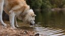 Hund trinkt Wasser aus einem See im Wald