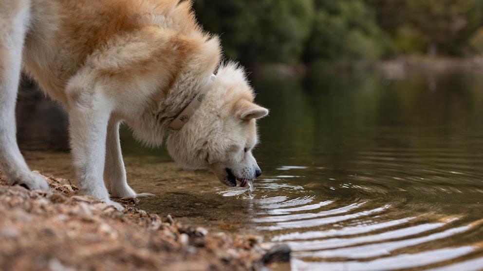 Hund trinkt Wasser aus einem See im Wald