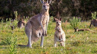 Ein weibliches Känguru mit ihrem Nachwuchs auf einer großen Wiese