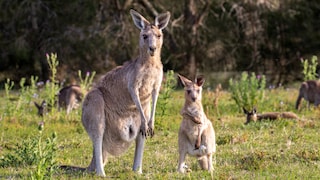 Ein weibliches Känguru mit ihrem Nachwuchs auf einer großen Wiese