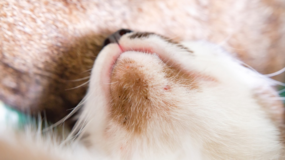 Eine Katze hat eindeutige Anzeichen von Feliner Akne am Kinn