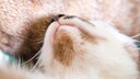 Eine Katze hat eindeutige Anzeichen von Feliner Akne am Kinn