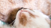 Eine Katze hat eindeutige Anzeichen von Feliner Akne am Kinn