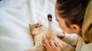 Frau spielt mit Katze, die auf dem Rücken liegt und abwehrend ihre Pfote hebt