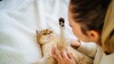 Frau spielt mit Katze, die auf dem R&uuml;cken liegt und abwehrend ihre Pfote hebt