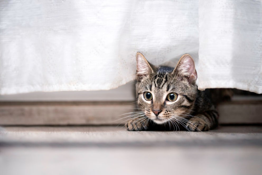 Tabby kitten peeking out from behind a white curtain.