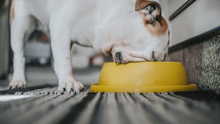 Mit einem Anti-Schling-Napf können Halter ihrem Tier etwas Gutes tun, wenn es zu schnell frisst.