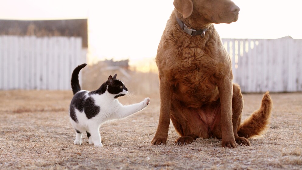 Ein Hund und katze sitzen auf einer Wiese zuammen.
