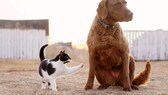 Ein Hund und katze sitzen auf einer Wiese zuammen.