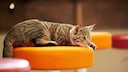 Eine Katze in einem Katzencafé reagiert auf einen auditiven Reiz