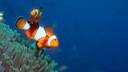 Zwei Clownfische schwimmen über einer Anemone im Wasser