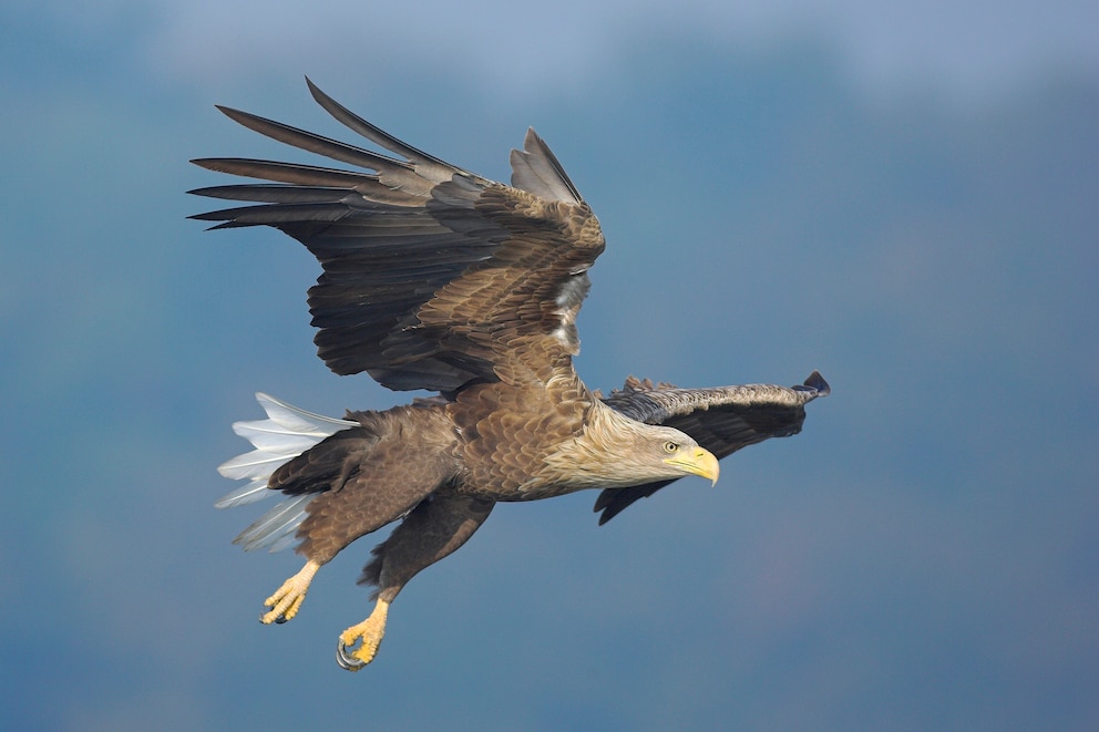 Der Seeadler fliegt durch die Luft