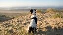 Ein Jack Russell Terrier sitzt am Strand