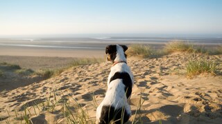Ein Jack Russell Terrier sitzt am Strand