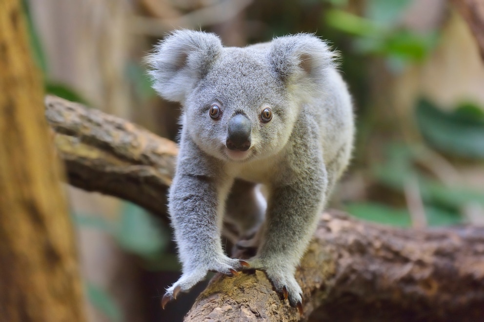 Ein Koala klettert auf einem Baum