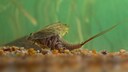 Ein Triops schwimmt durch das Aquarium