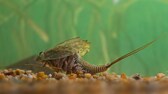 Ein Triops schwimmt durch das Aquarium