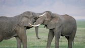 Zwei Afrikanische Elefanten berüsseln sich in der Savanne