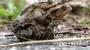 M&auml;nnliche Kr&ouml;ten lassen sich oft von den weiblichen Tieren zum Wasser tragen &ndash; vorher steht die Wanderung zum Laichgebiet an