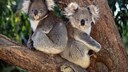Zwei Koalas sitzen auf einem Baum.